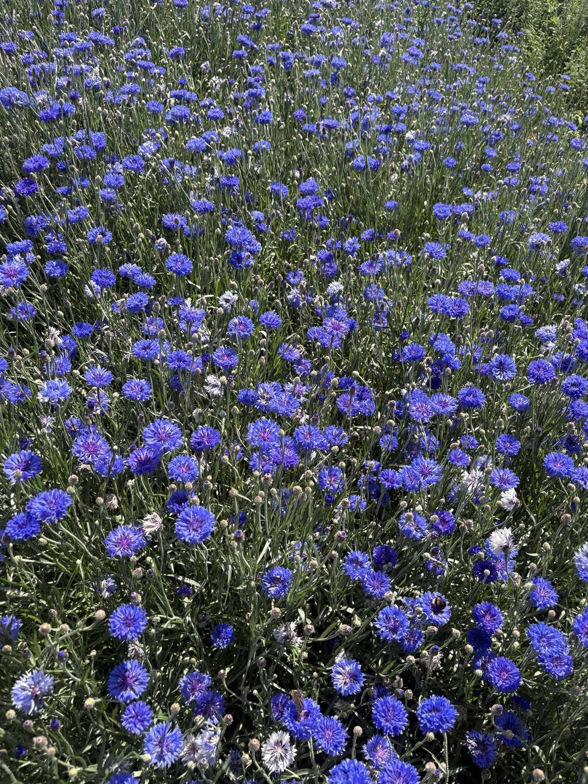 Blue cornflowers growing at Stevens of Sibsey