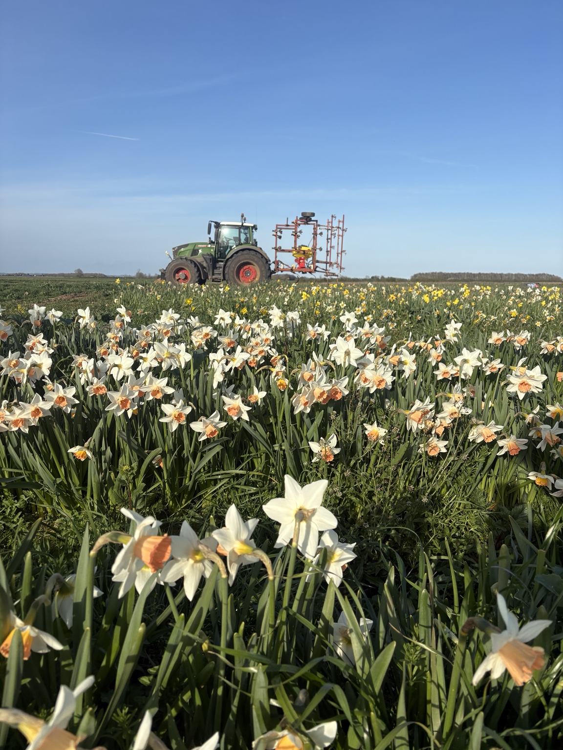 Daffodils growing in rows with a tractor on the Sibsey farm
