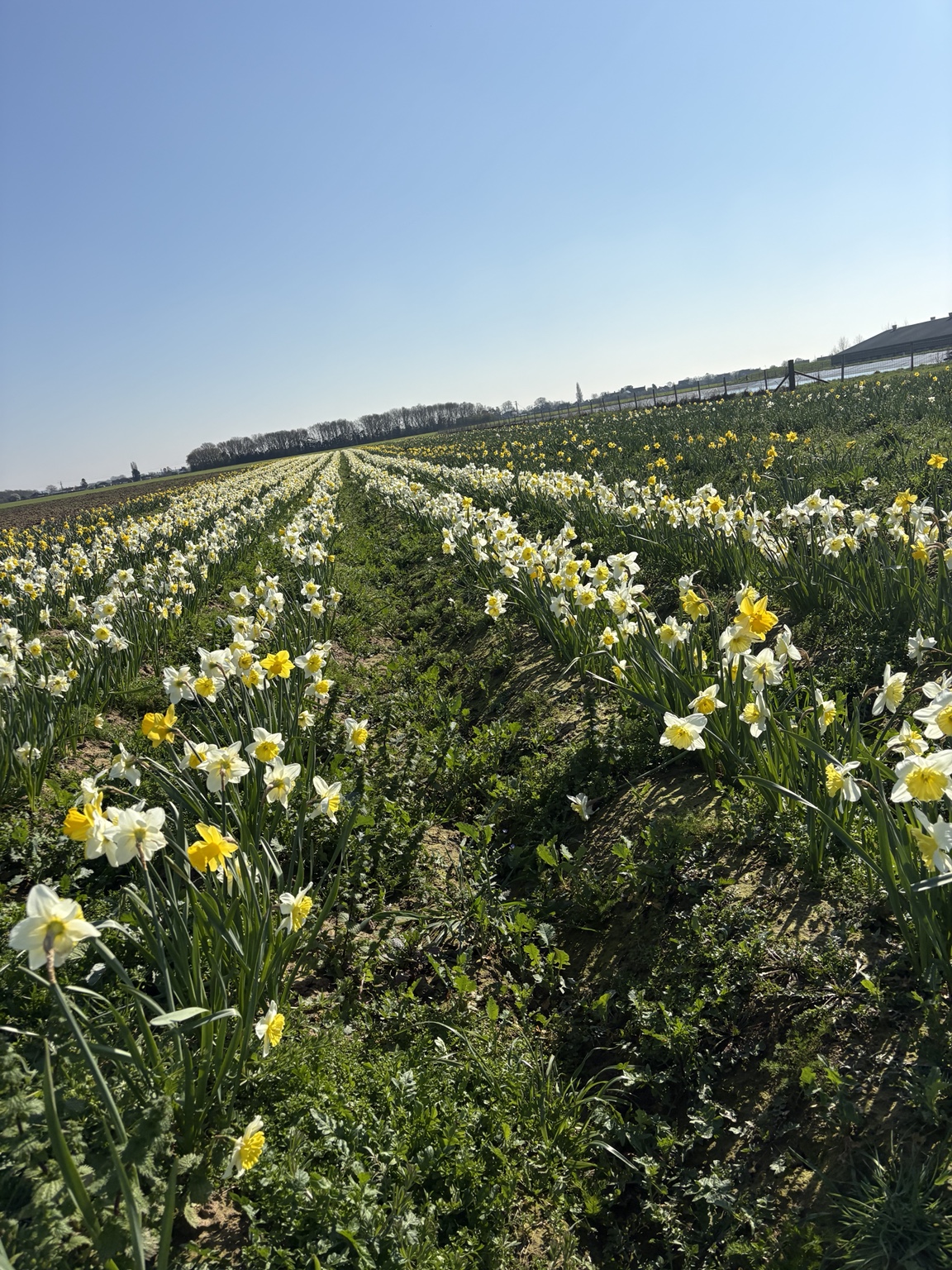 Expansive rows of daffodils across the Stevens of Sibsey farm