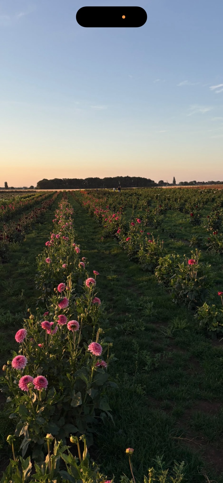 Dahlia rows at sunset on the Sibsey farm
