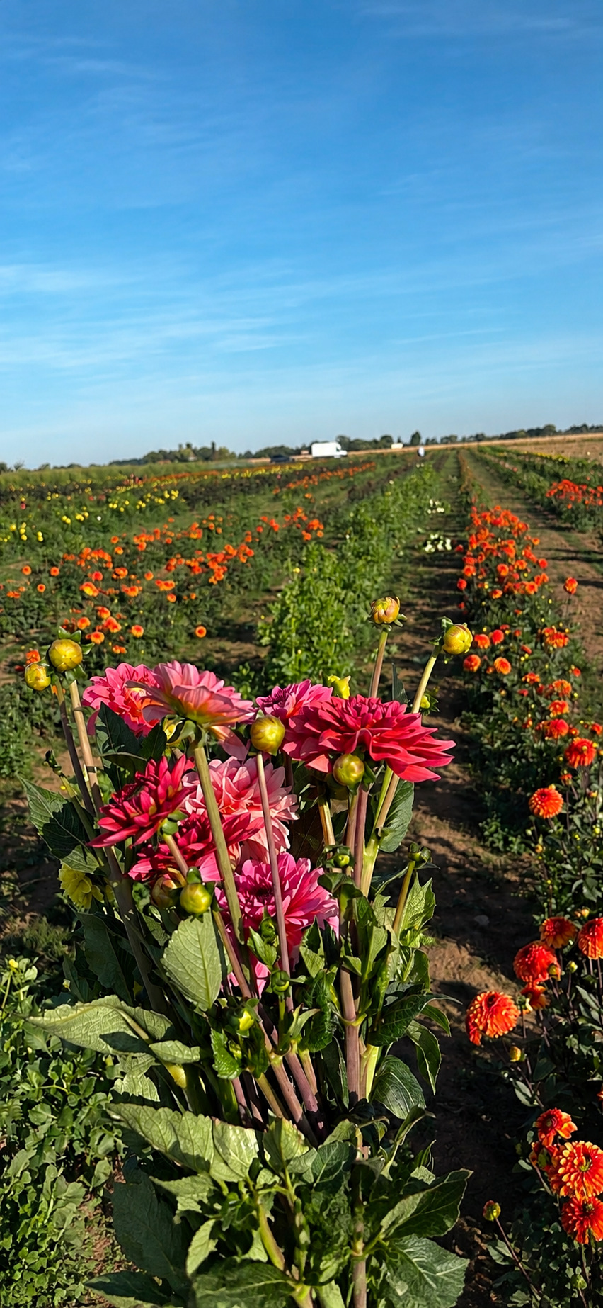 Rows of dahlias on the Stevens family farm in Sibsey