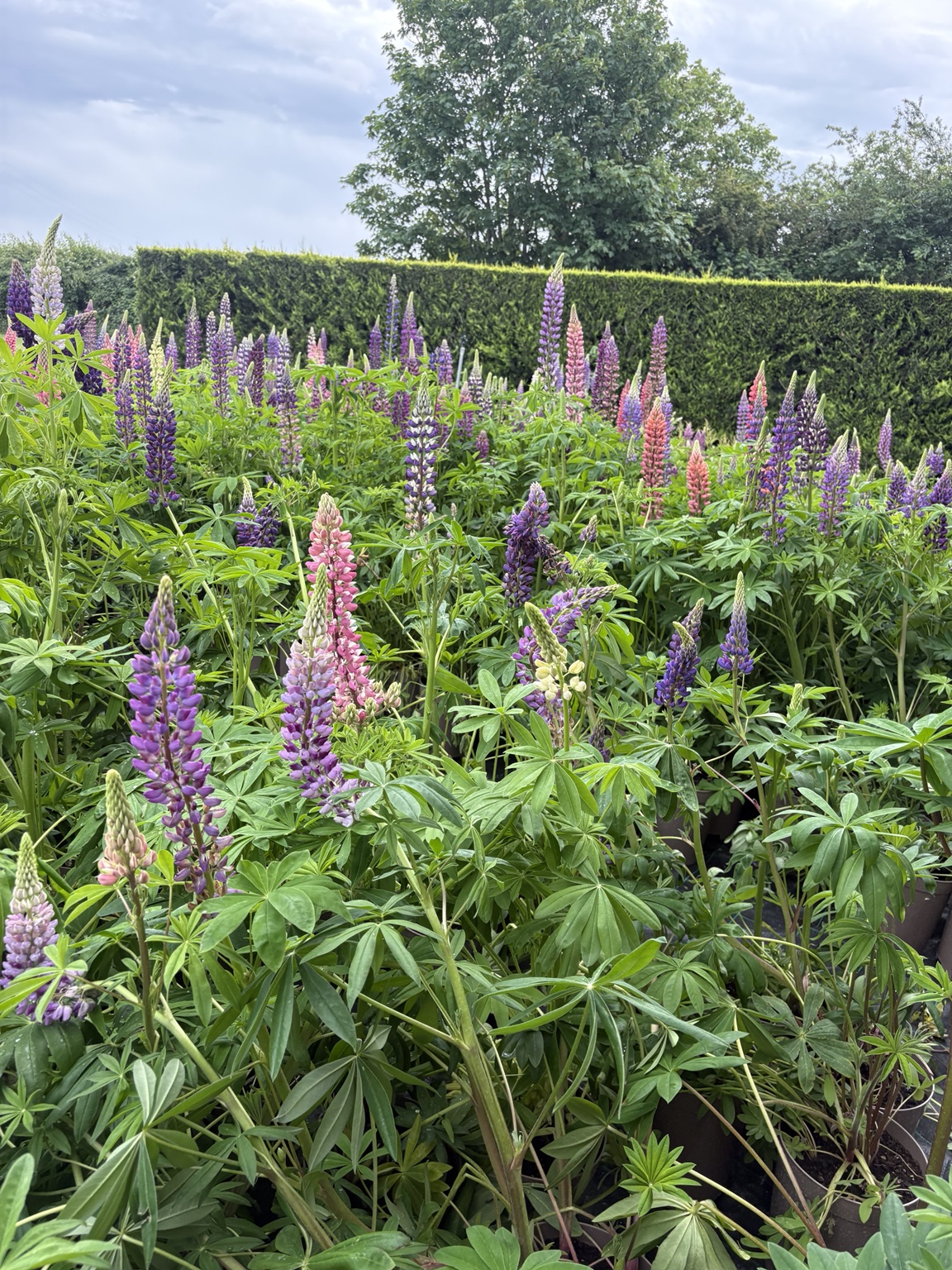 Pink and purple lupins growing at Stevens of Sibsey