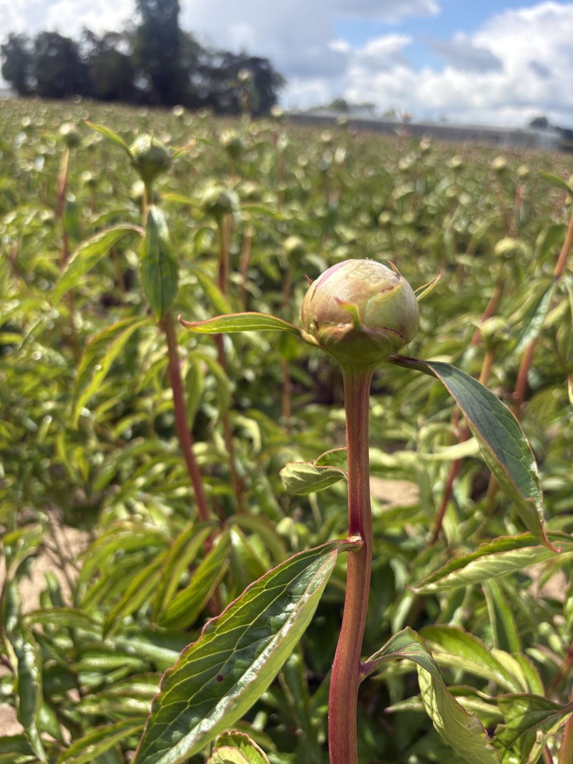 A peony bud growing in the field