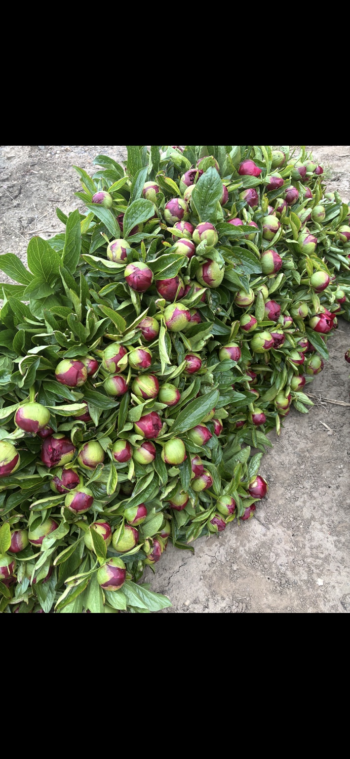 Freshly harvested peony buds