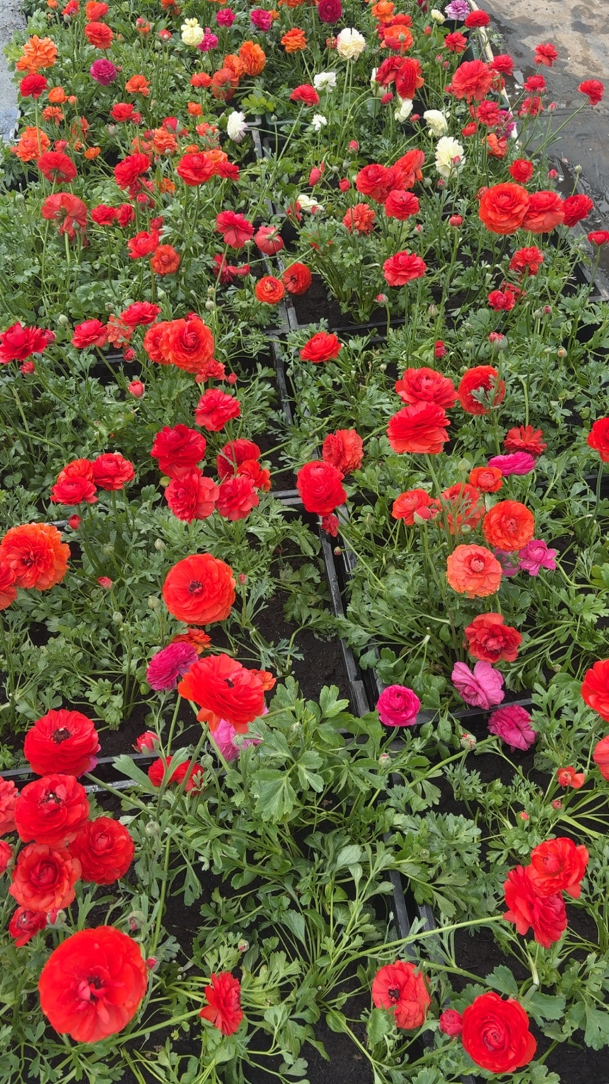 Vivid red, coral and pink ranunculus flowers